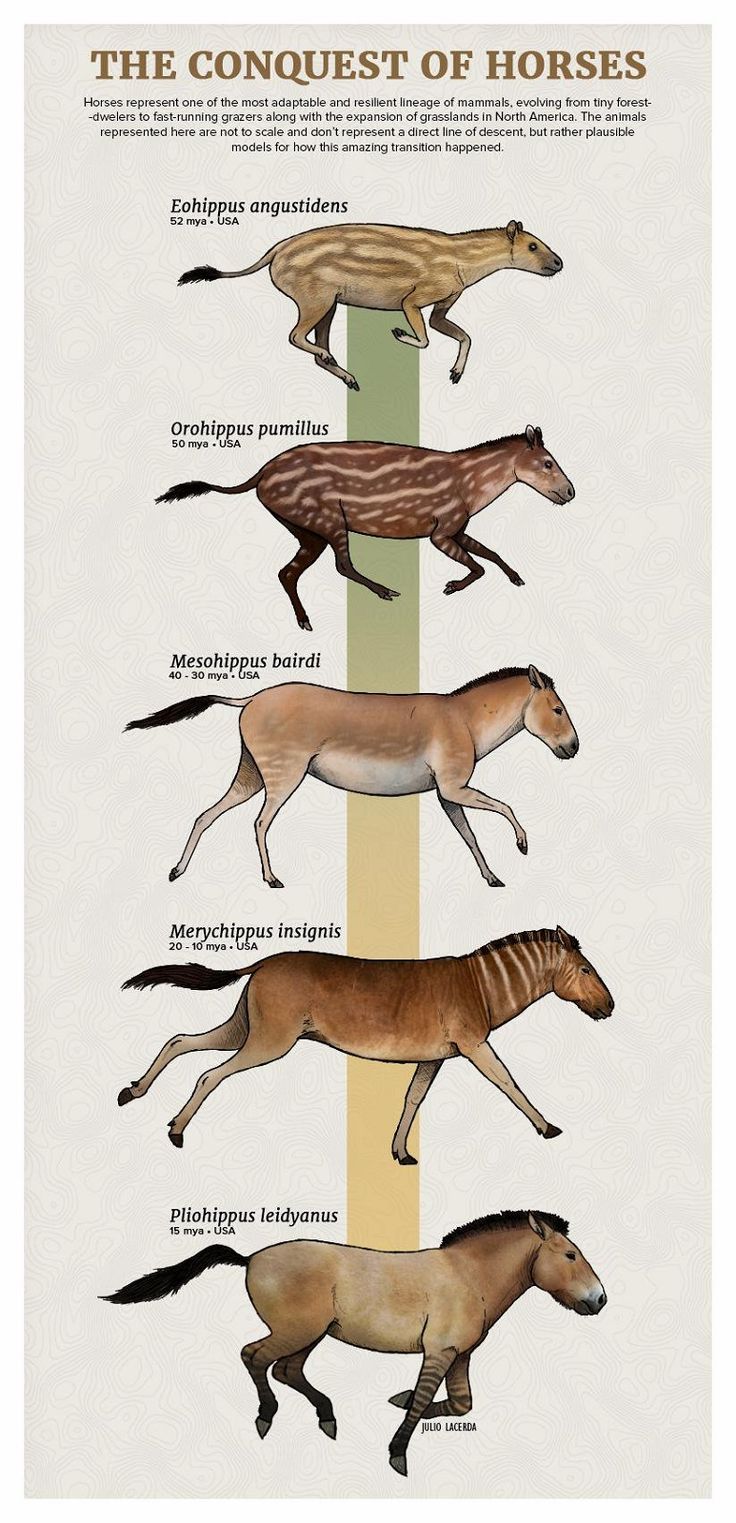 evolutionary lineage from eohippus to modern equines