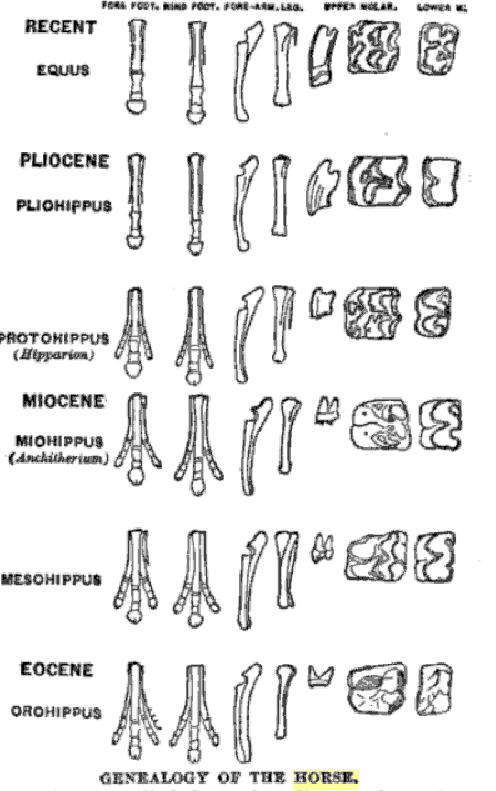 toe and foot bone structure comparison through lineage